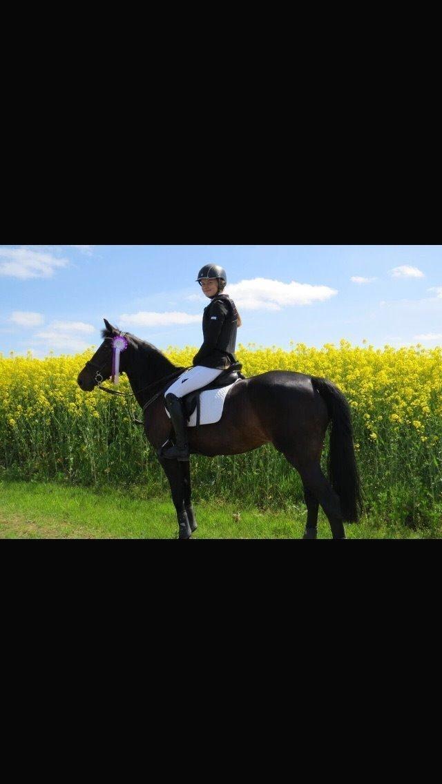 New Forest Hogenhof's Jeanetta - Netta gør sig rigtig lækker :D billede 15