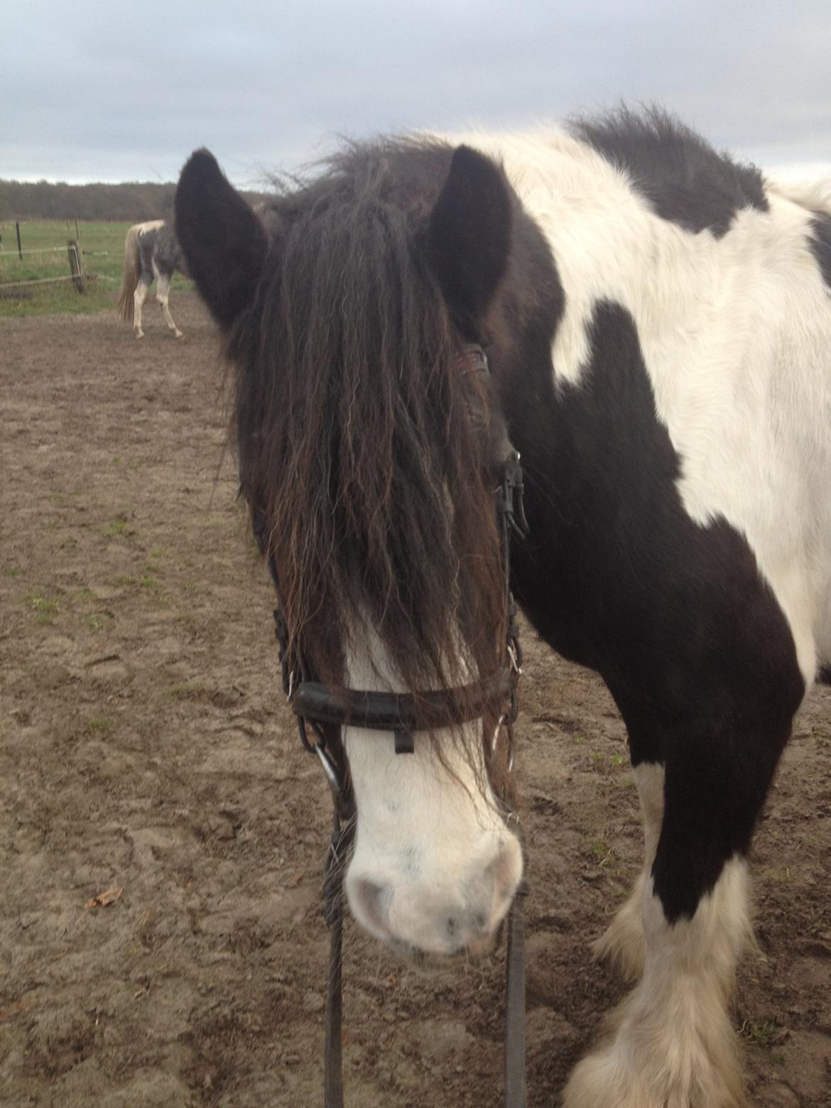 Irish Cob Snow Queen fra Godrumgaard  solgt billede 13