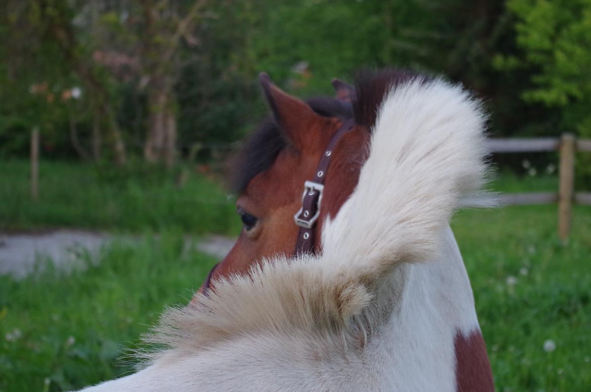 Anden særlig race Lucky Luke  - Hans første aften i Jylland.  billede 9