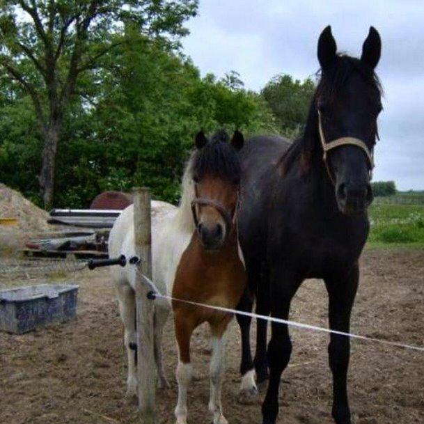 Anden særlig race Lucky Luke  - Tilbage mellem 2006-2009 billede 16