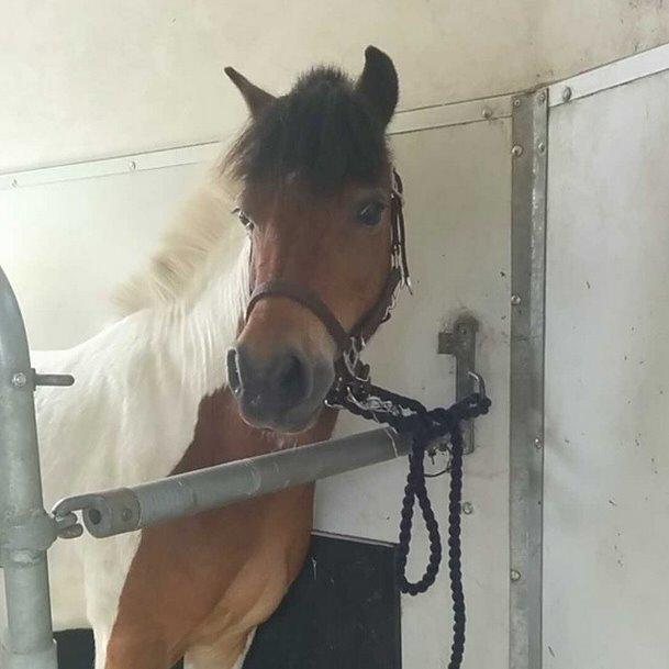 Anden særlig race Lucky Luke  - På vej hjem med ham!  billede 6