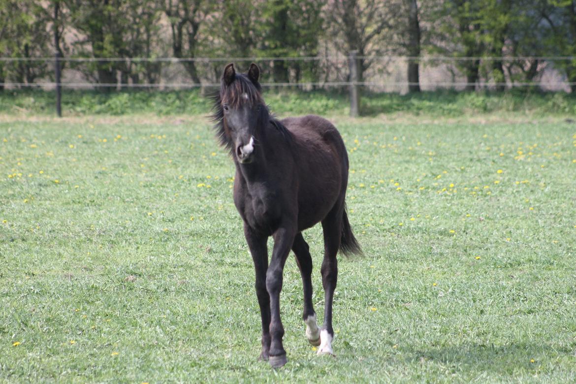 Dansk Varmblod Grangårdens avenus (SOLGT) billede 2
