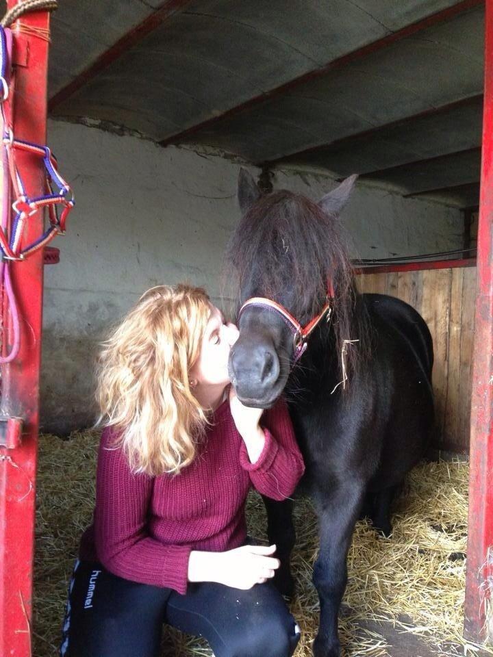 Shetlænder Zaida vd Sanjesreed billede 1