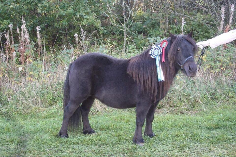 Shetlænder Zaida vd Sanjesreed billede 3