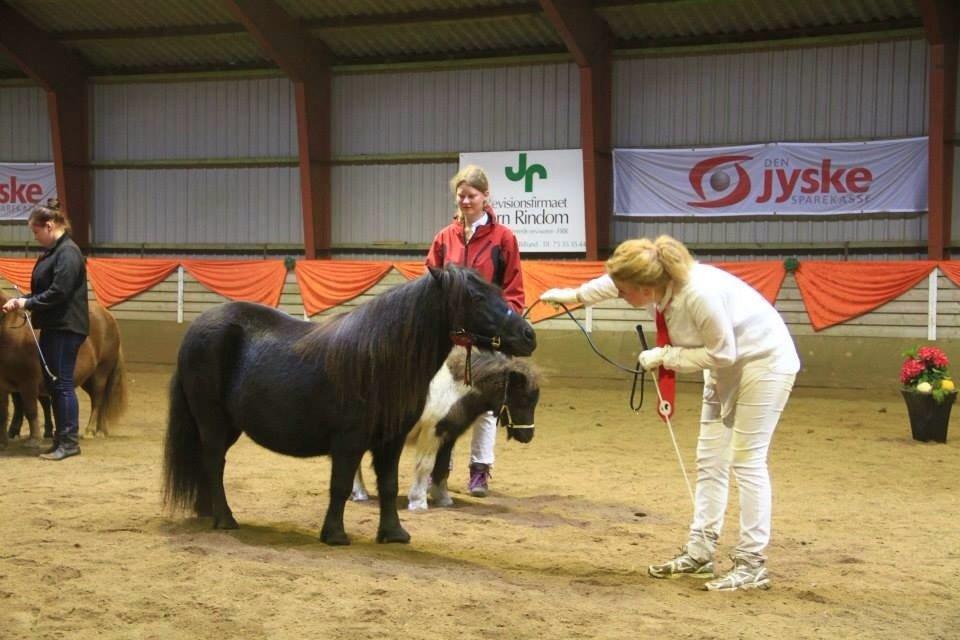 Shetlænder Zaida vd Sanjesreed billede 4