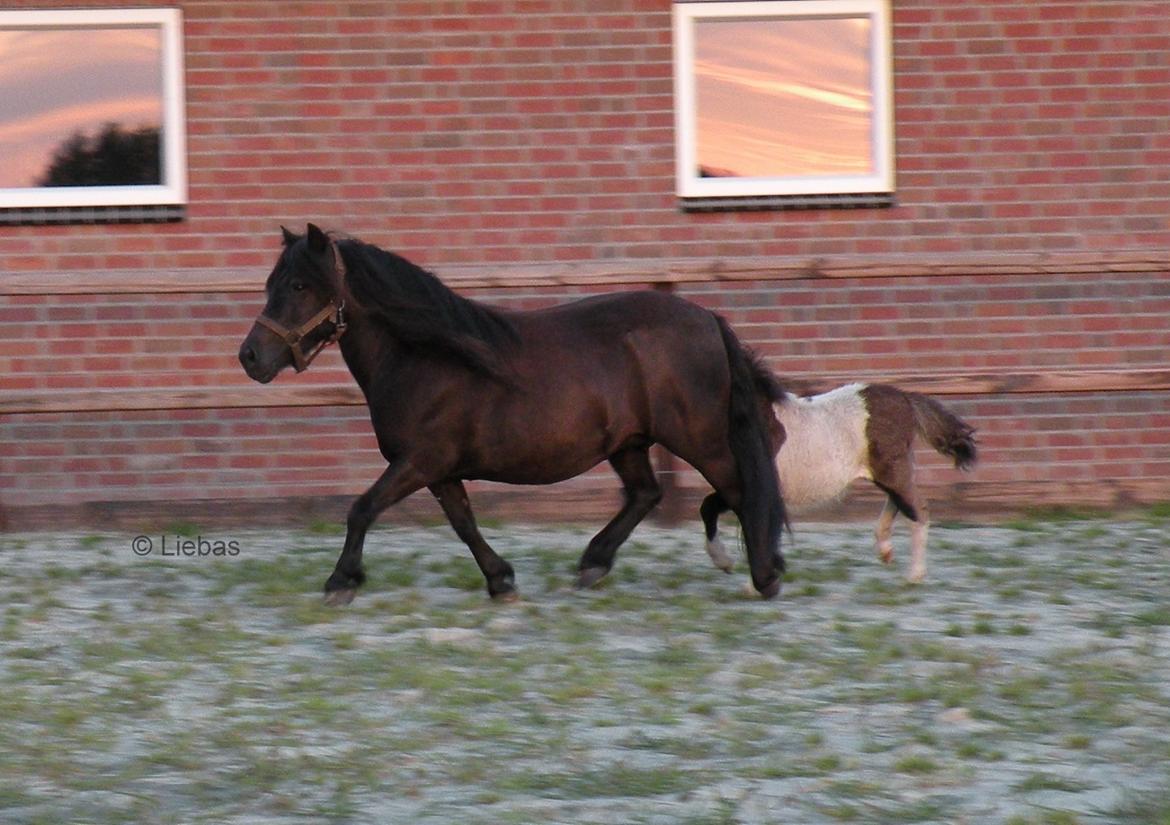 Shetlænder Zaida vd Sanjesreed billede 5