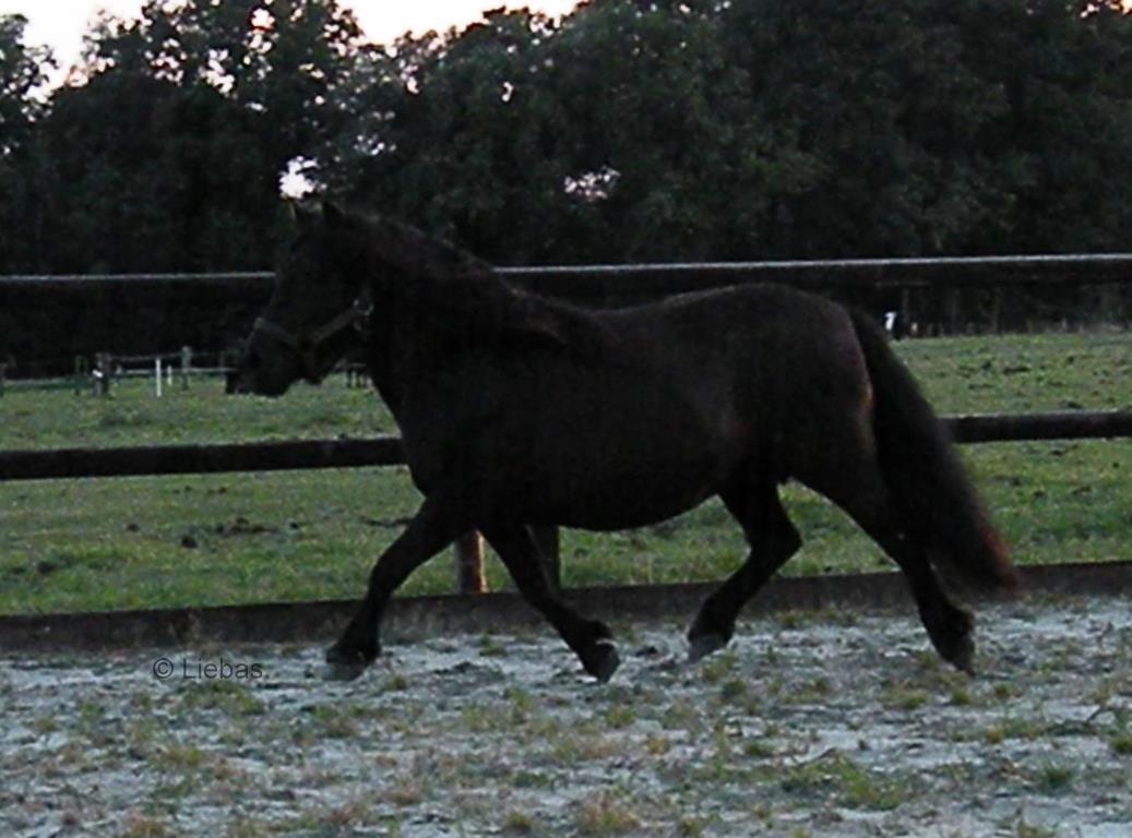 Shetlænder Zaida vd Sanjesreed billede 6