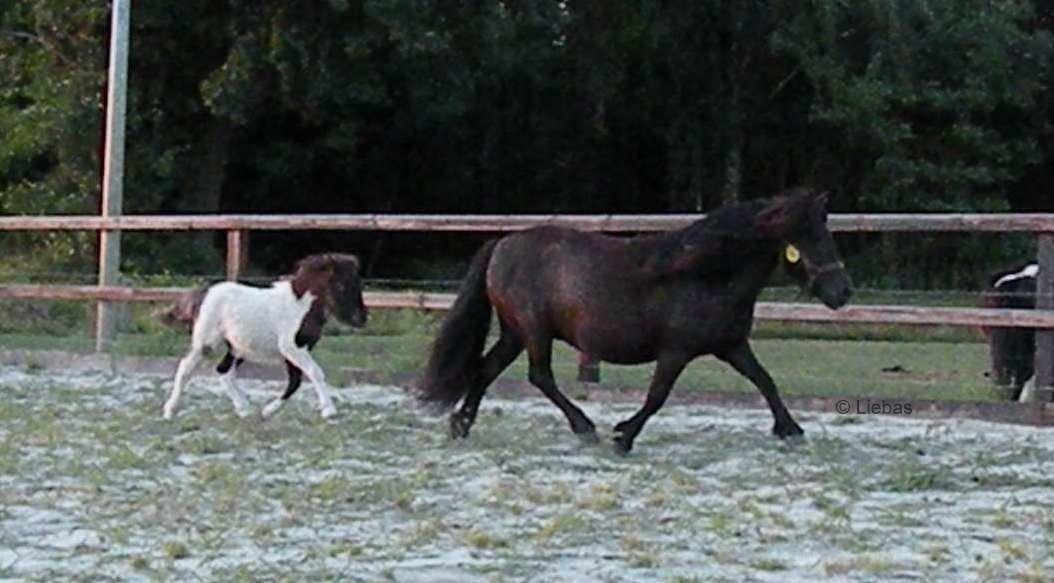 Shetlænder Zaida vd Sanjesreed billede 7