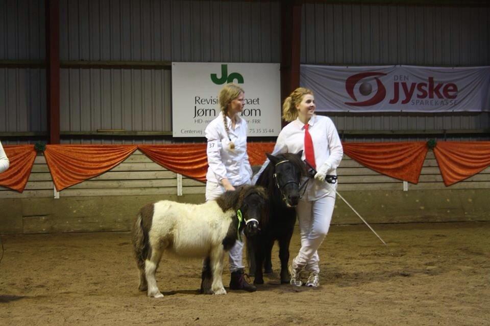 Shetlænder Zaida vd Sanjesreed billede 2