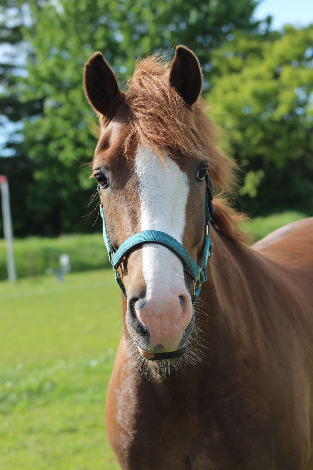 New Forest Stegstedgaards Nobel - Nobelfyr <33 billede 5