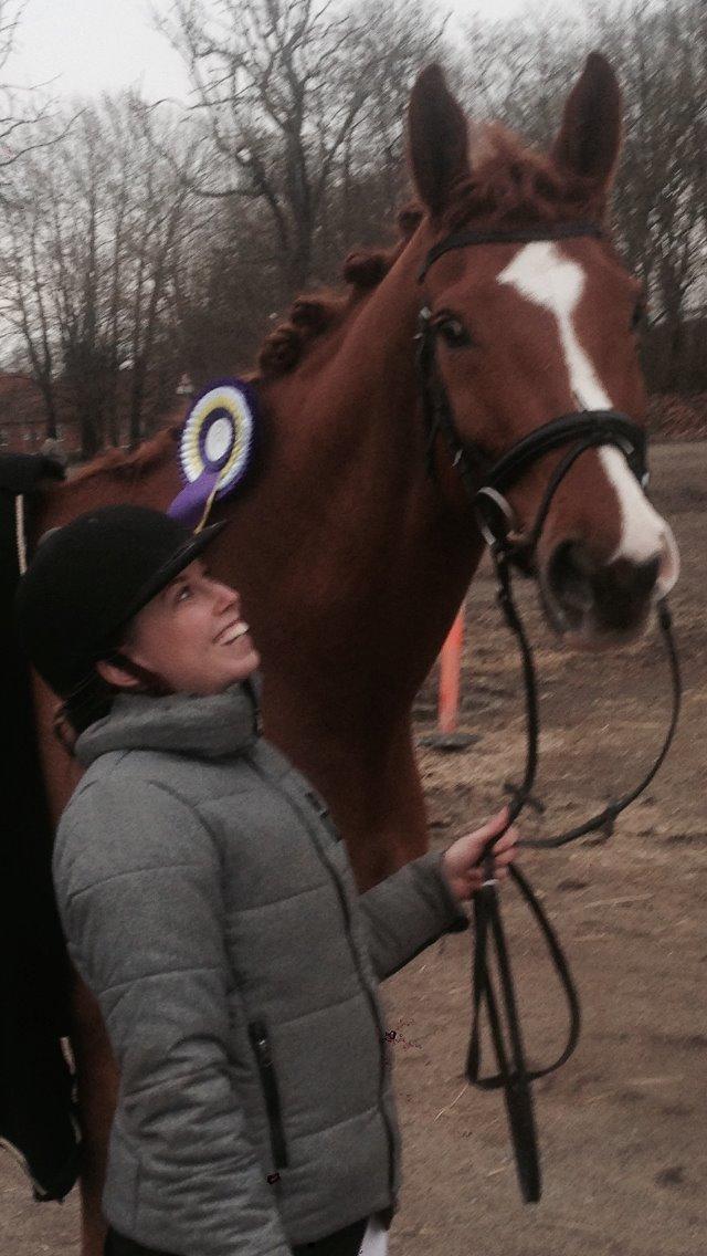 Dansk Varmblod Storgaardens Rialto billede 27
