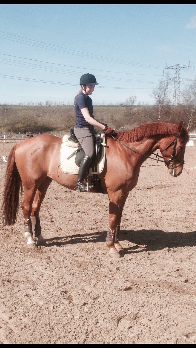 Dansk Varmblod Storgaardens Rialto billede 21