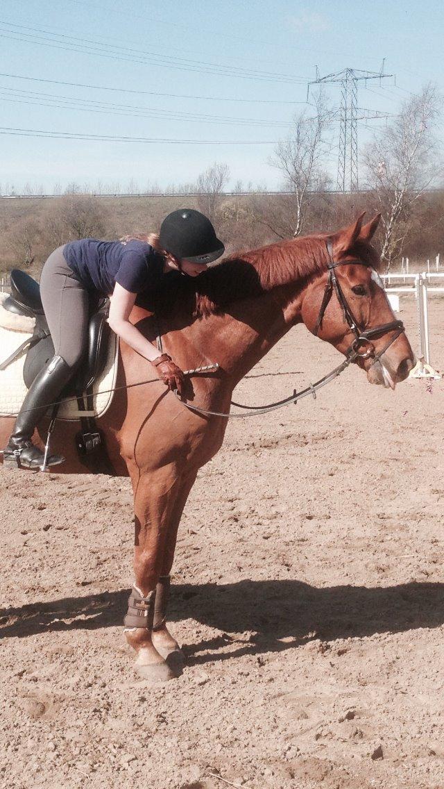 Dansk Varmblod Storgaardens Rialto billede 29