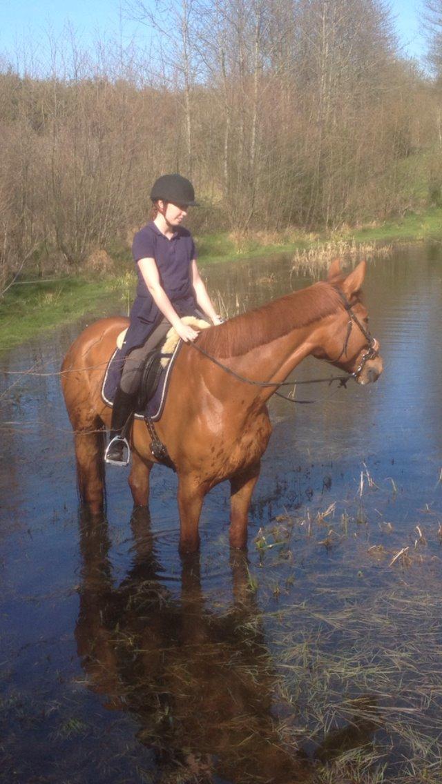 Dansk Varmblod Storgaardens Rialto billede 30
