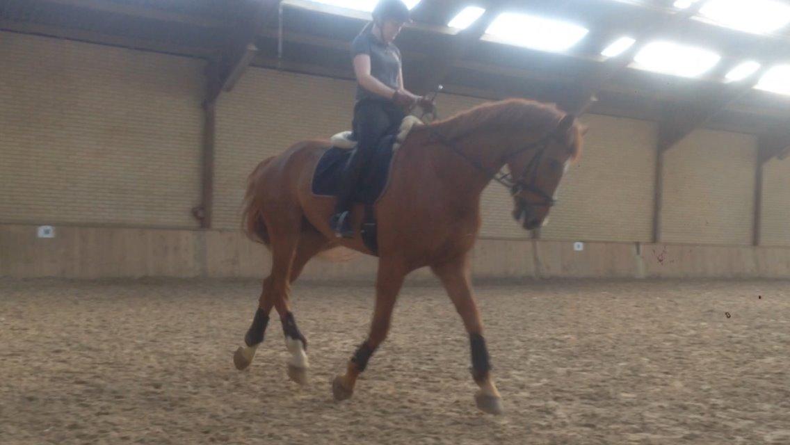 Dansk Varmblod Storgaardens Rialto billede 4