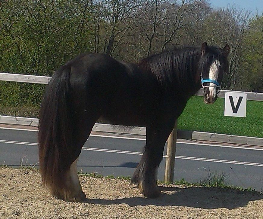 Irish Cob Royal Riain by Lovecob - Riain april 2015 billede 4