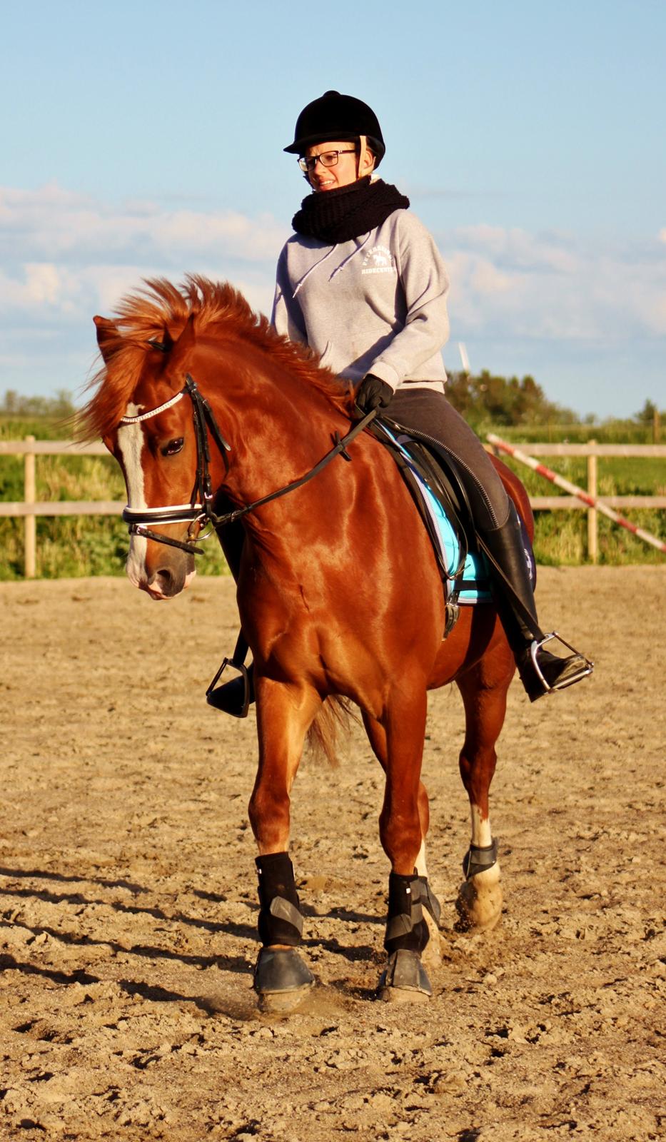 Welsh Cob (sec D) Haymo's Avador (aka. Lille Røde) billede 18