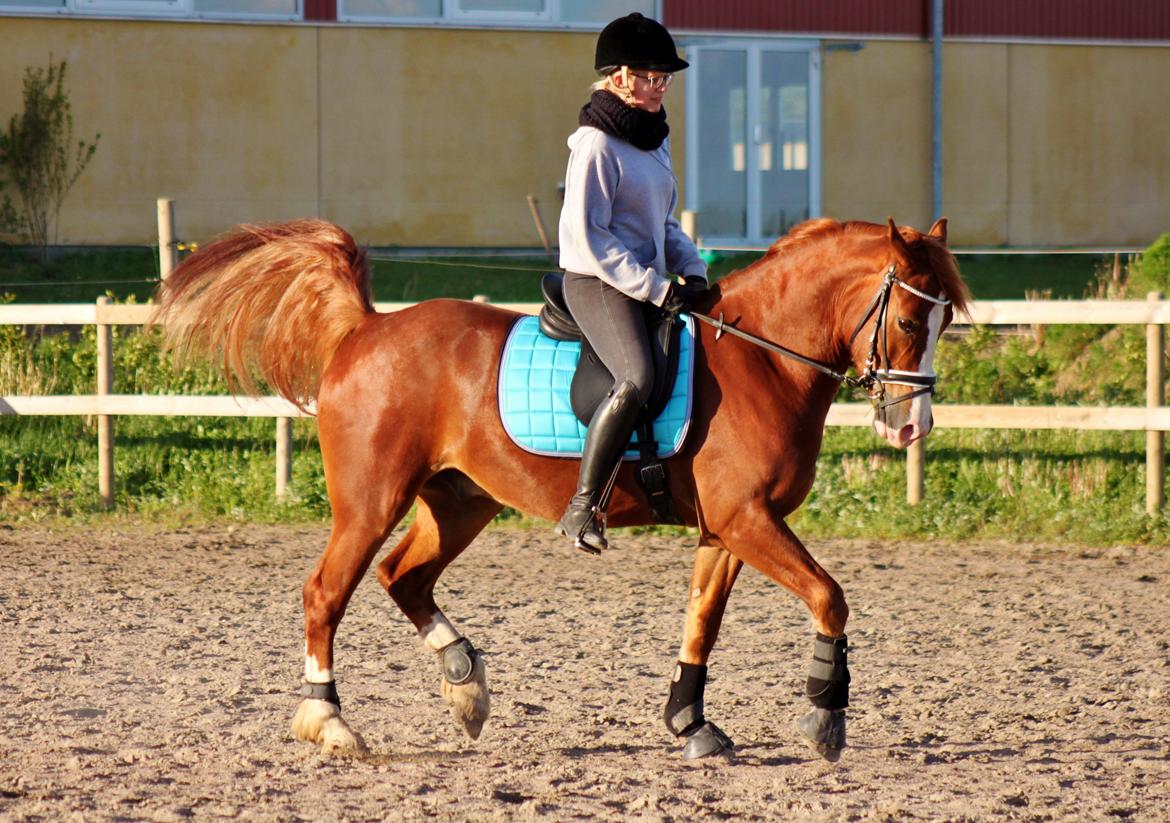 Welsh Cob (sec D) Haymo's Avador (aka. Lille Røde) billede 22