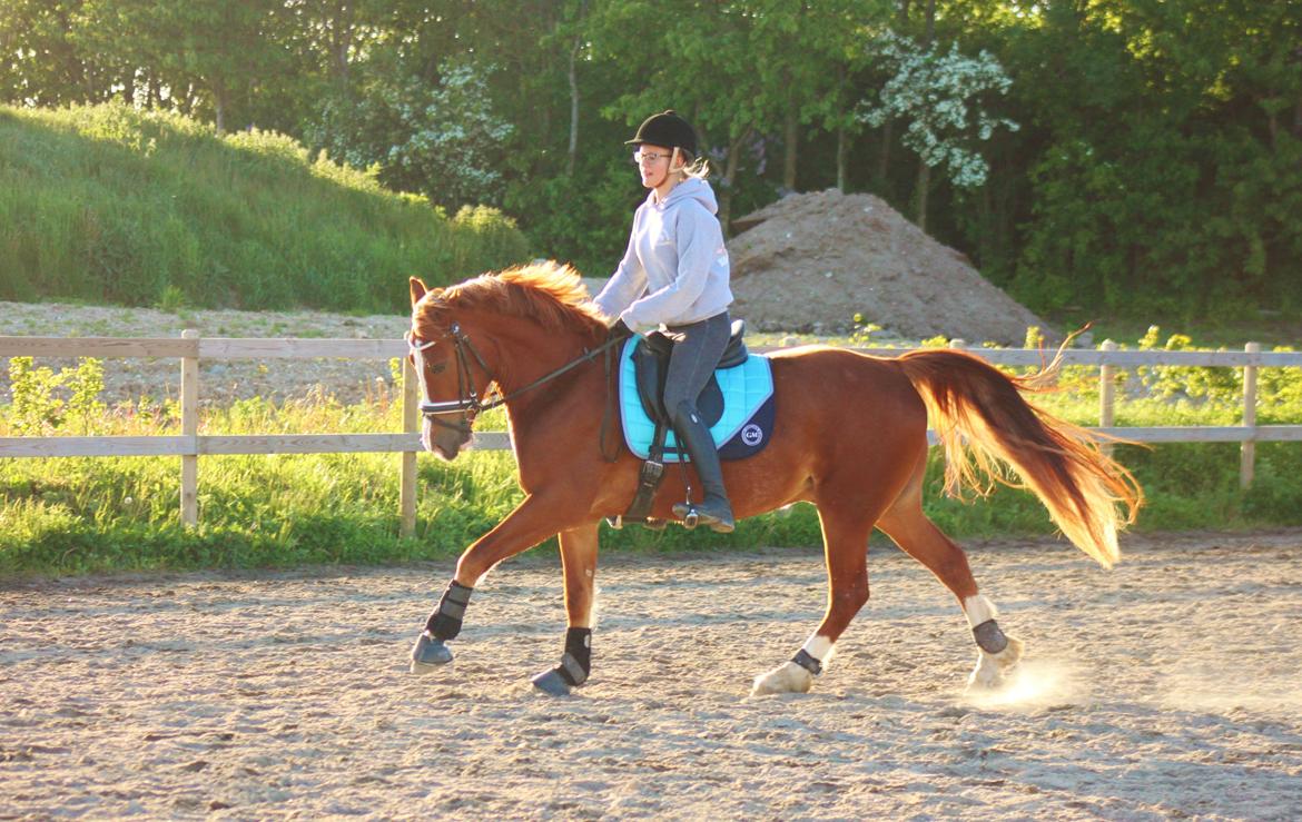 Welsh Cob (sec D) Haymo's Avador (aka. Lille Røde) billede 15