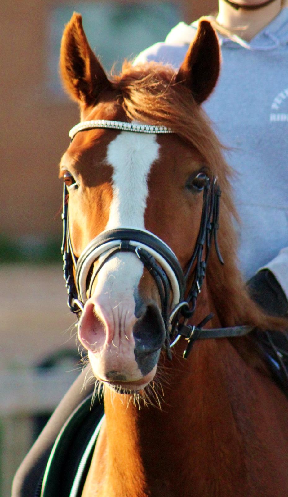 Welsh Cob (sec D) Haymo's Avador (aka. Lille Røde) billede 27