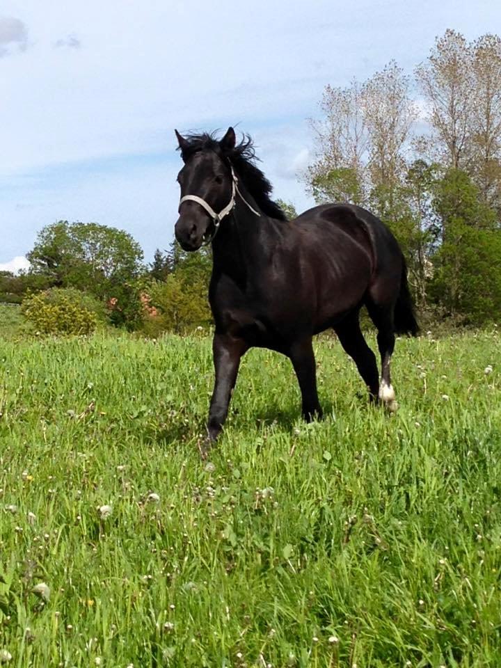 New Forest Elmholts Helios billede 4