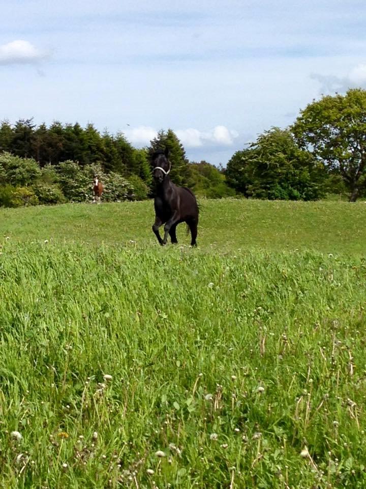 New Forest Elmholts Helios billede 5