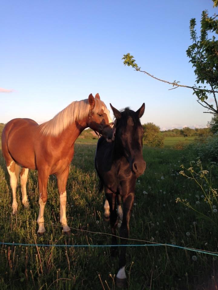 New Forest Elmholts Helios billede 3