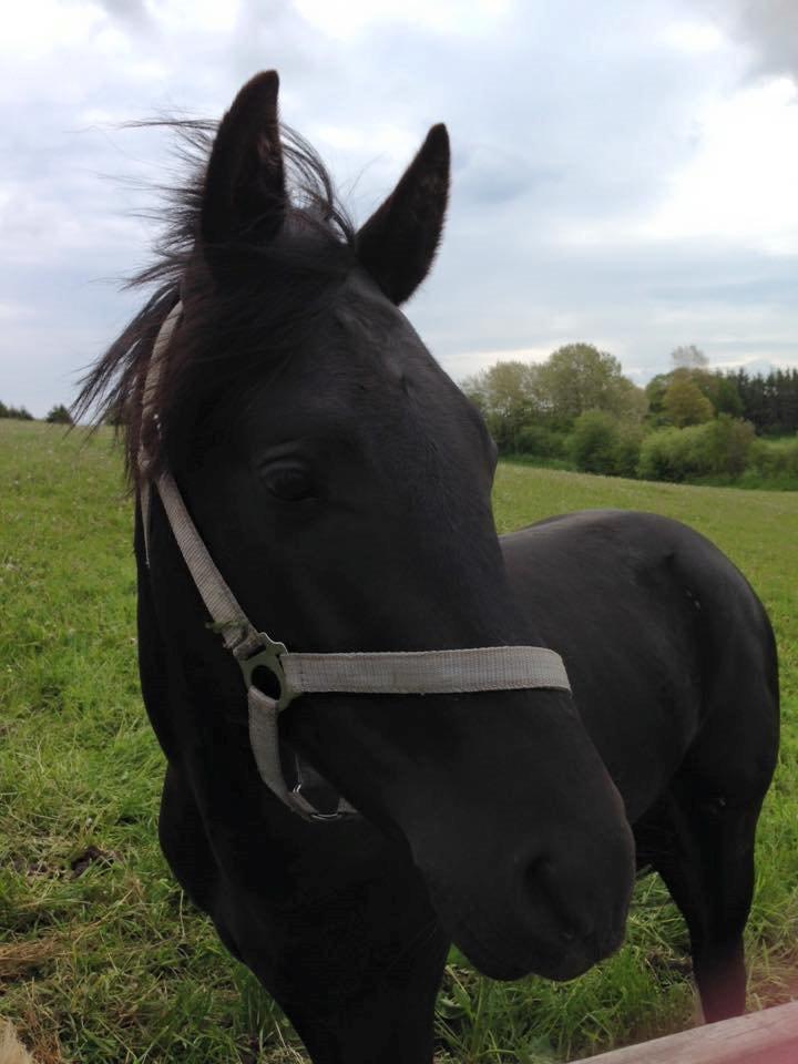 New Forest Elmholts Helios billede 7