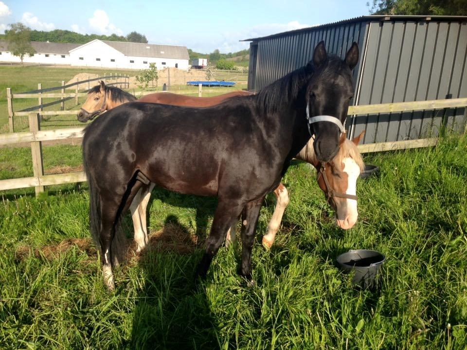 New Forest Elmholts Helios billede 9