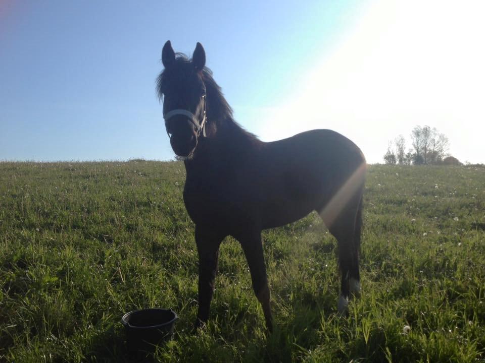 New Forest Elmholts Helios billede 10