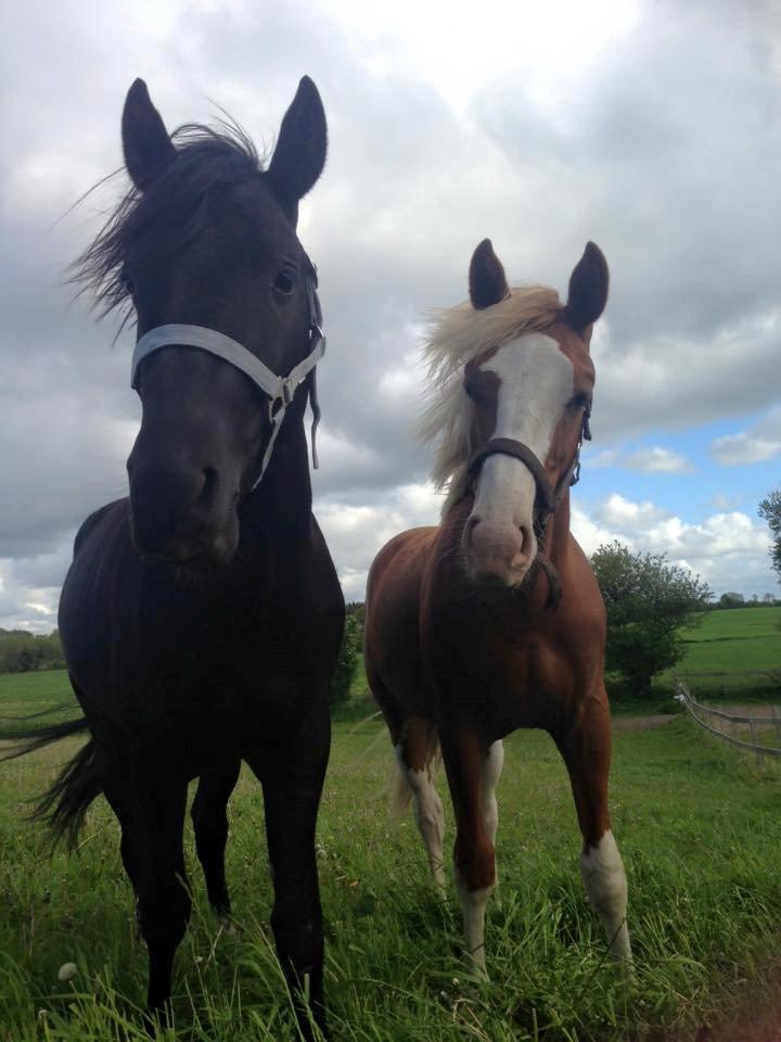 New Forest Elmholts Helios billede 11