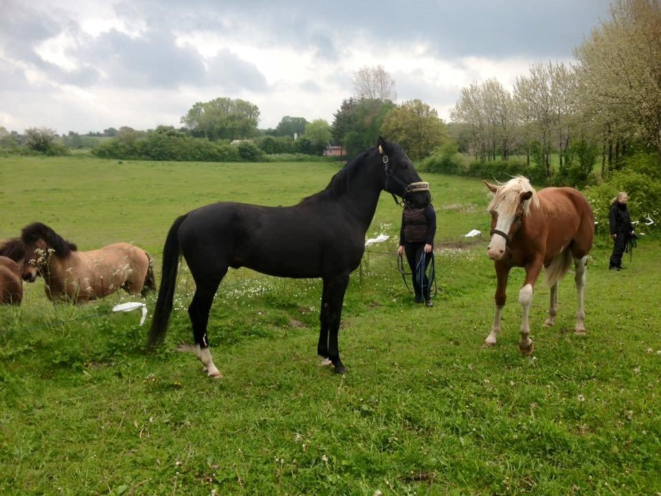 New Forest Elmholts Helios billede 12