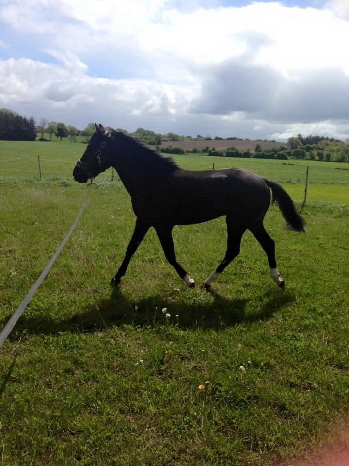 New Forest Elmholts Helios billede 13