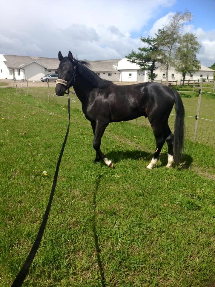 New Forest Elmholts Helios billede 14