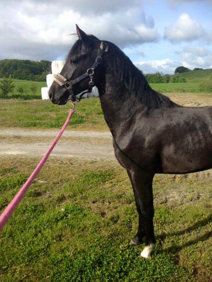 New Forest Elmholts Helios billede 2