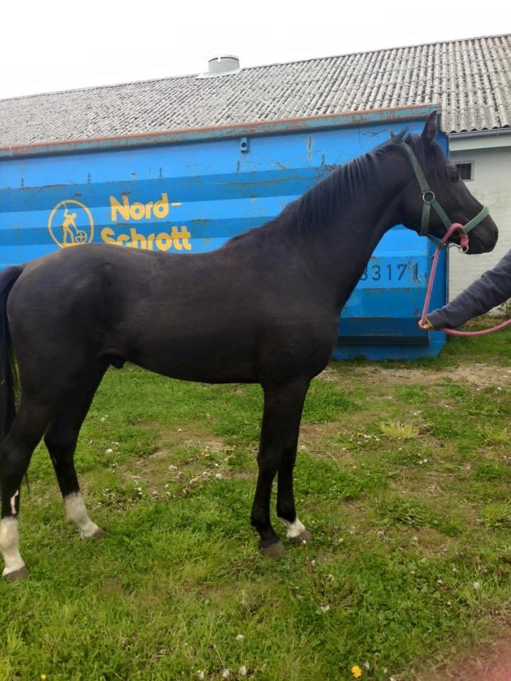 New Forest Elmholts Helios billede 15