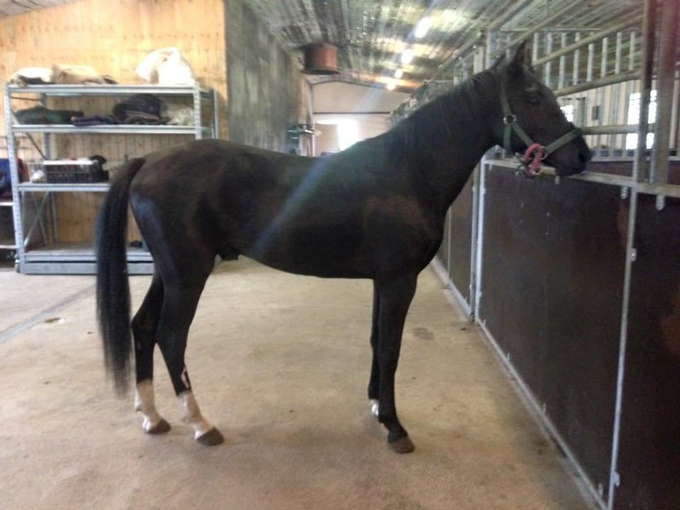 New Forest Elmholts Helios billede 16