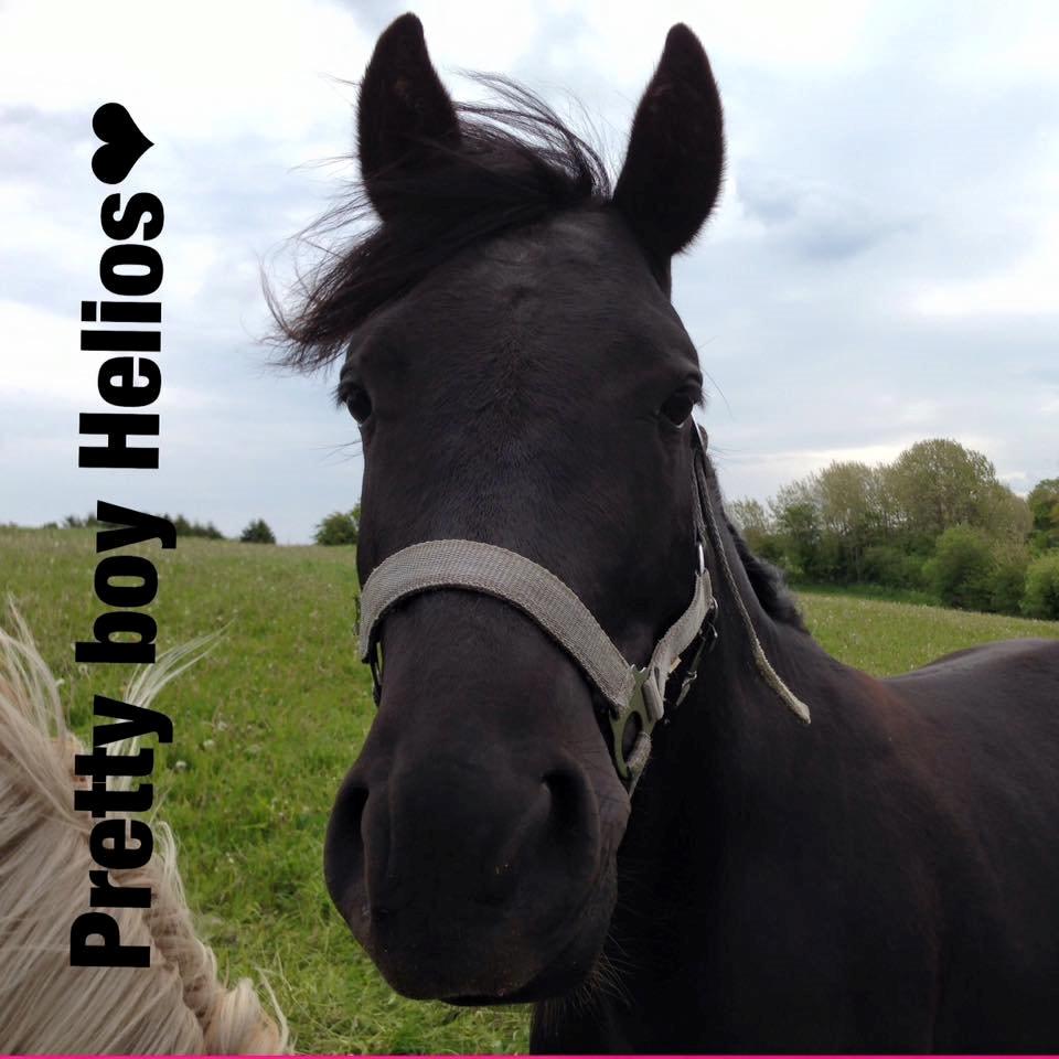 New Forest Elmholts Helios billede 6