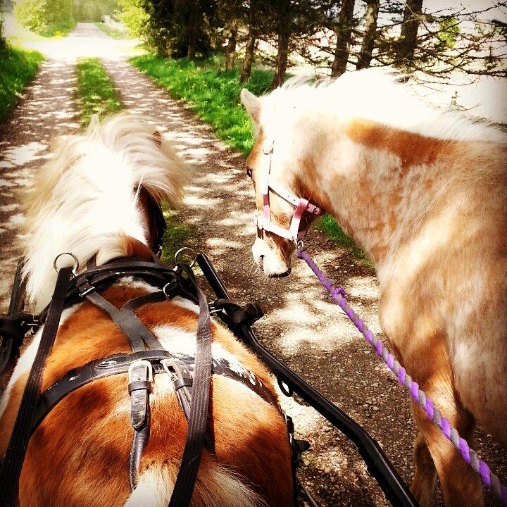 Welsh Mountain (sec A) Prinsesse Speedy - Med på køretur første gang.  billede 9