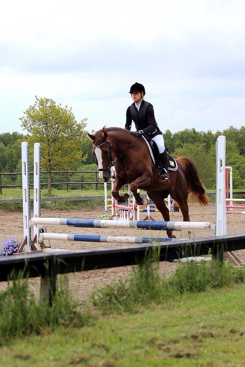 Pinto Hejninges Herkules billede 9