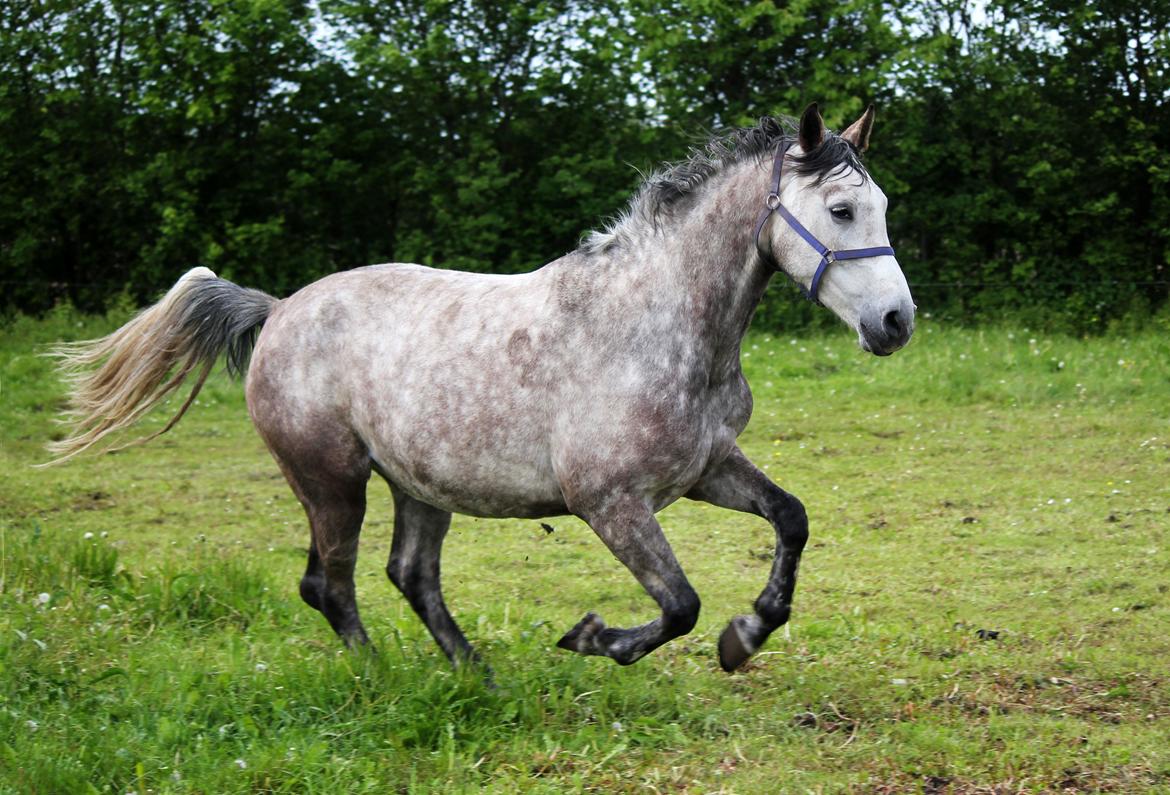 Dansk Varmblod Lambrié Vejen (Avlshoppe) - Så lækker :) billede 37