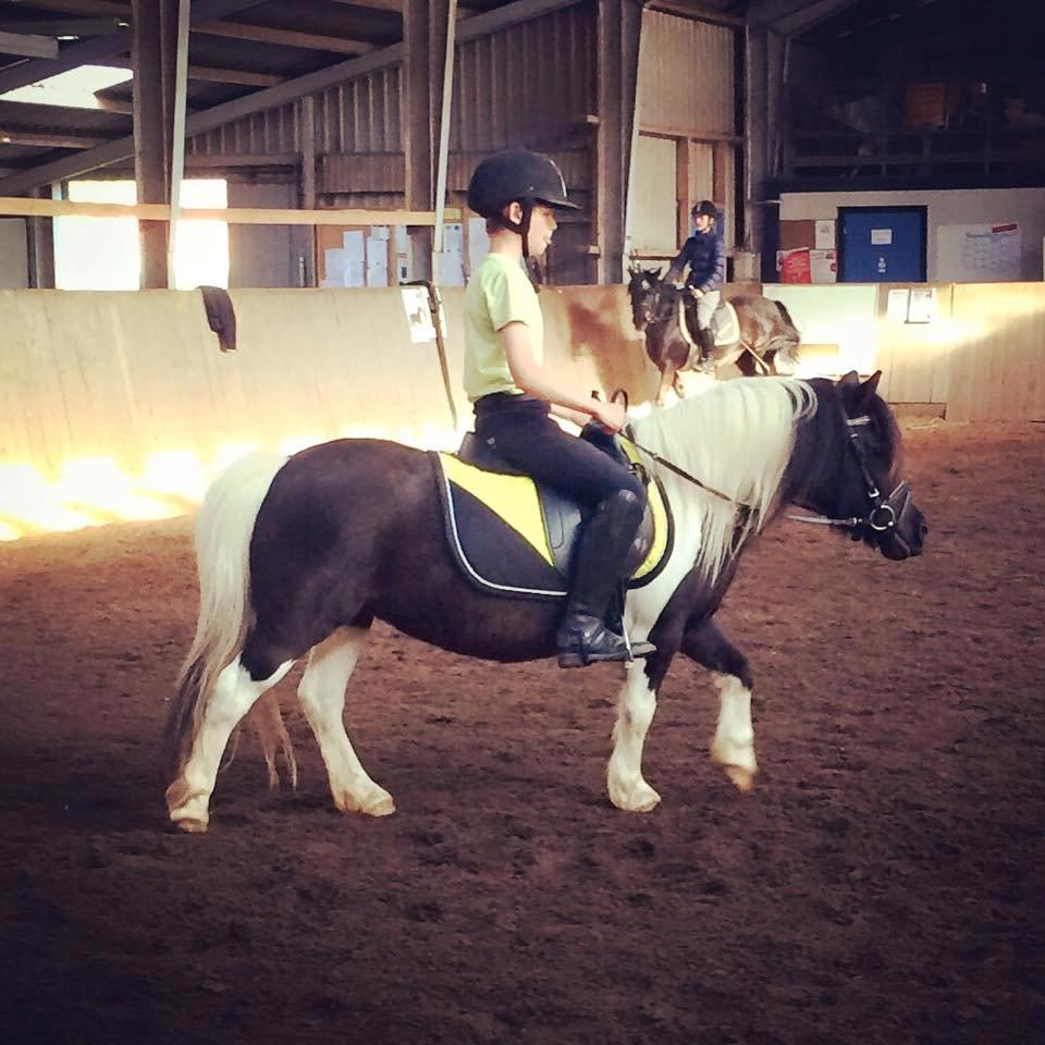 Shetlænder Duchess (Dolly) - Dolly med til undervisning i klubben for første gang :) Hun var helt fantastisk sød i alle gangarter! Også total kold for turen til og fra klubben på den meget trafikeret vej! :) Det er Sebastian der rider hende :)  billede 9