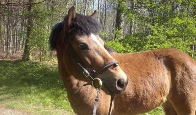 Gotlandsruss Pegasus Pan - Hygge i skoven. 12/6-14 billede 1