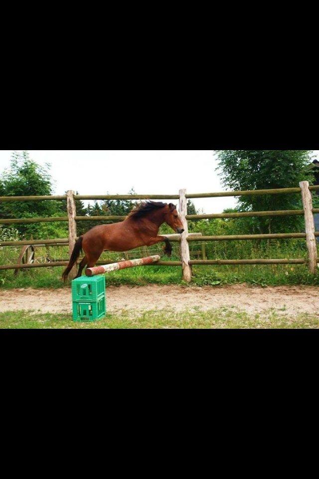 Gotlandsruss Pegasus Pan - Løs spring ca 55 cm. 11/8-12 billede 2