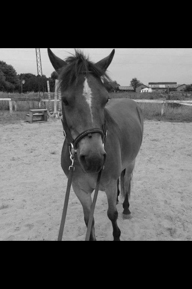 Gotlandsruss Pegasus Pan - Hygge på banen. 11/5-14 billede 3