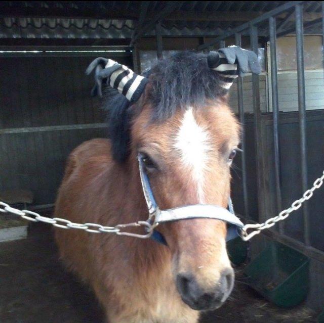 Gotlandsruss Pegasus Pan - Sjov og ballade skal der jo også være plads til.10/10-12 billede 4