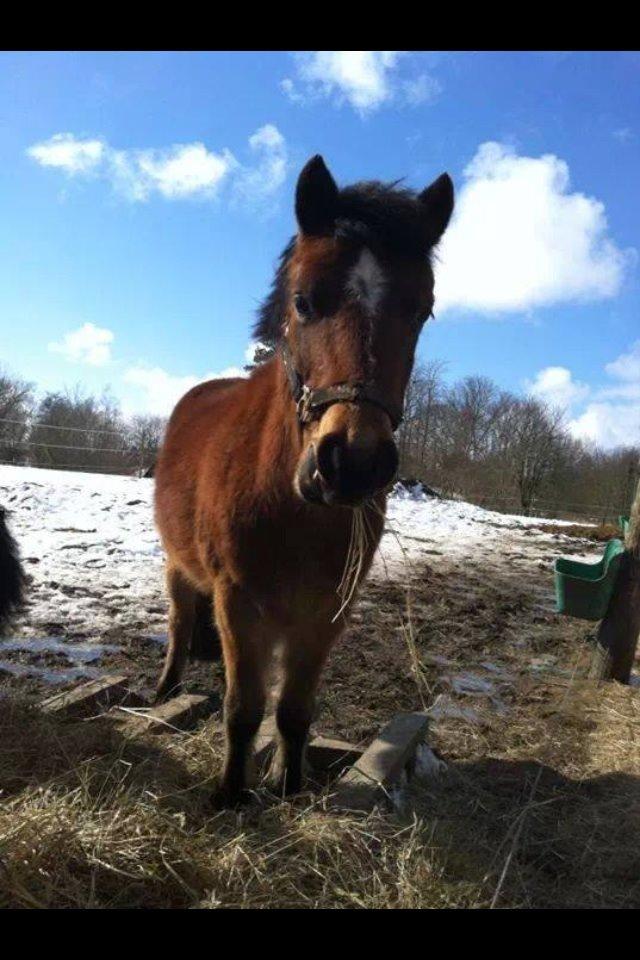 Gotlandsruss Pegasus Pan - Mm hø. 1/7-09 billede 5