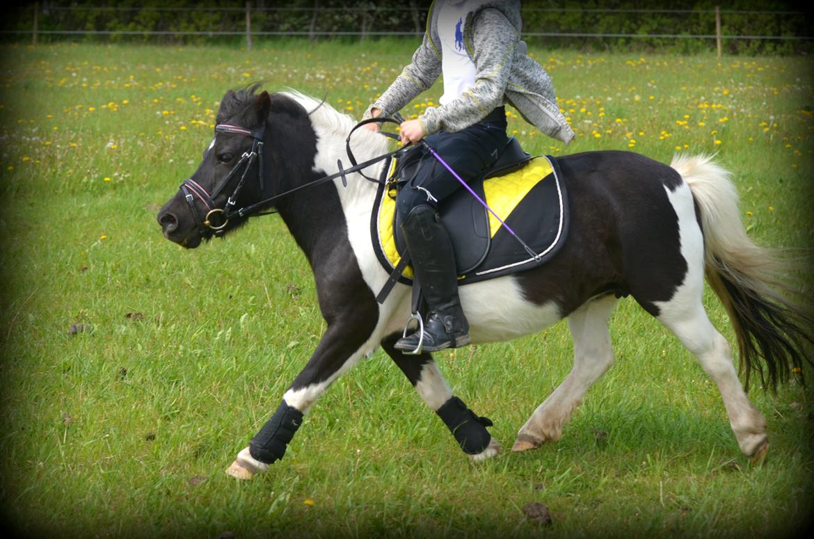 Shetlænder Duchess (Dolly) - Sebastian på Dolly for anden gang. billede 11