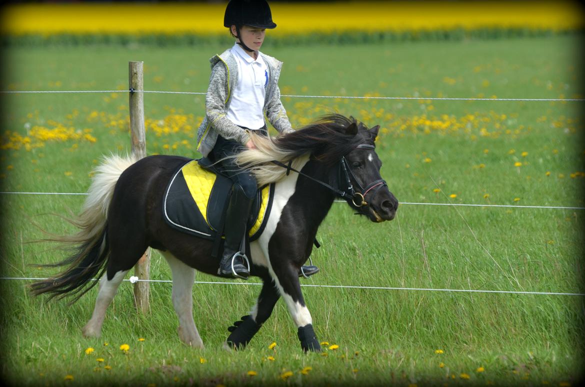 Shetlænder Duchess (Dolly) - Sebastian på Dolly for anden gang. billede 10