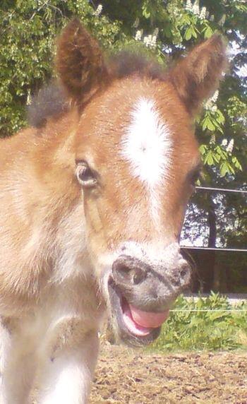 Gotlandsruss Pegasus Pan - Et tandløst smil til fotografen 10/8-07 billede 6